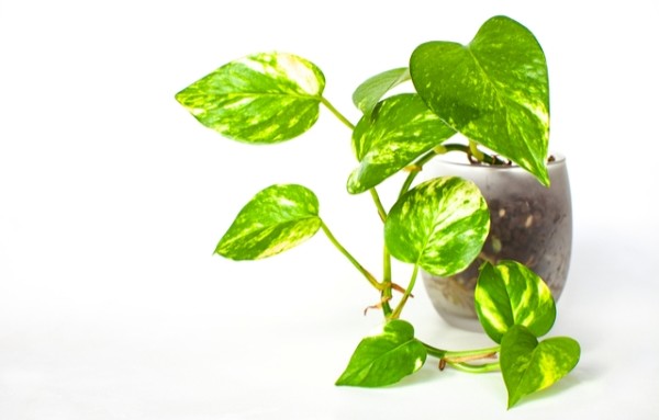 日陰でも育ちやすい植物　ポトス