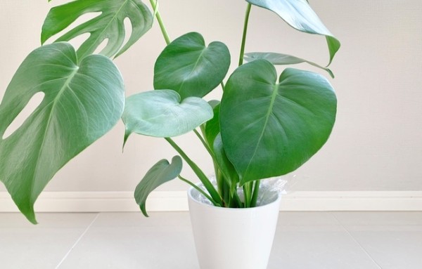 葉が落ちにくい品種　モンステラ