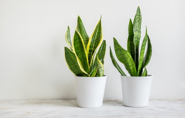 水やりが最小限で済む　サンスベリア