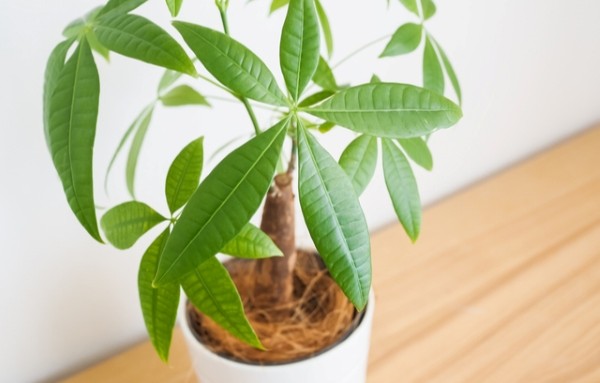 成長が遅い・大きくなりにくい